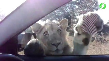 Un lion adorable veut rentrer dans la voiture...