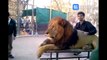 En chine vous pouvez vous asseoir à coté des lions au zoo... mais les lions sont drogués