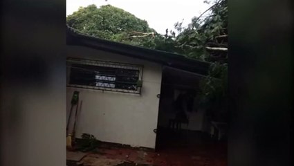 Árvores atingem garagem de casa