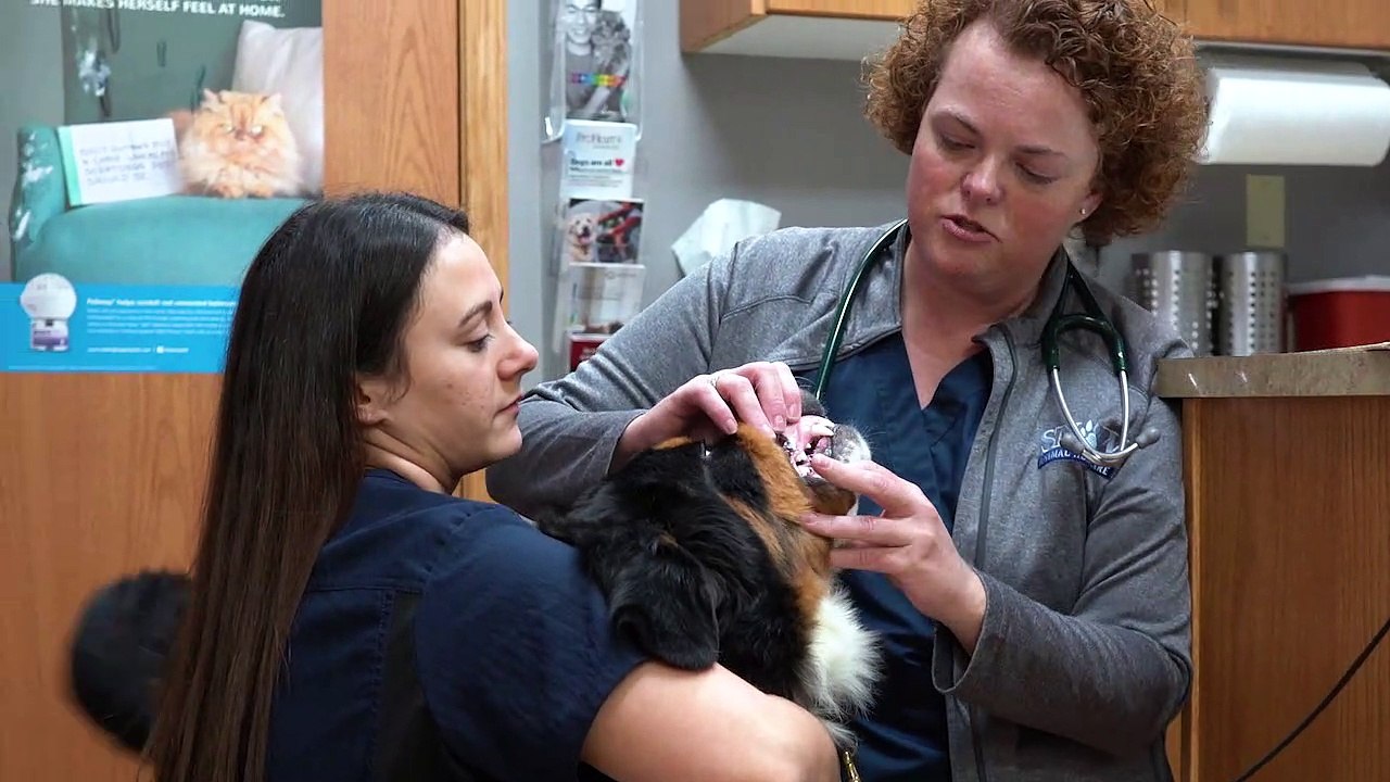 Welcome to Snow Animal Health Care