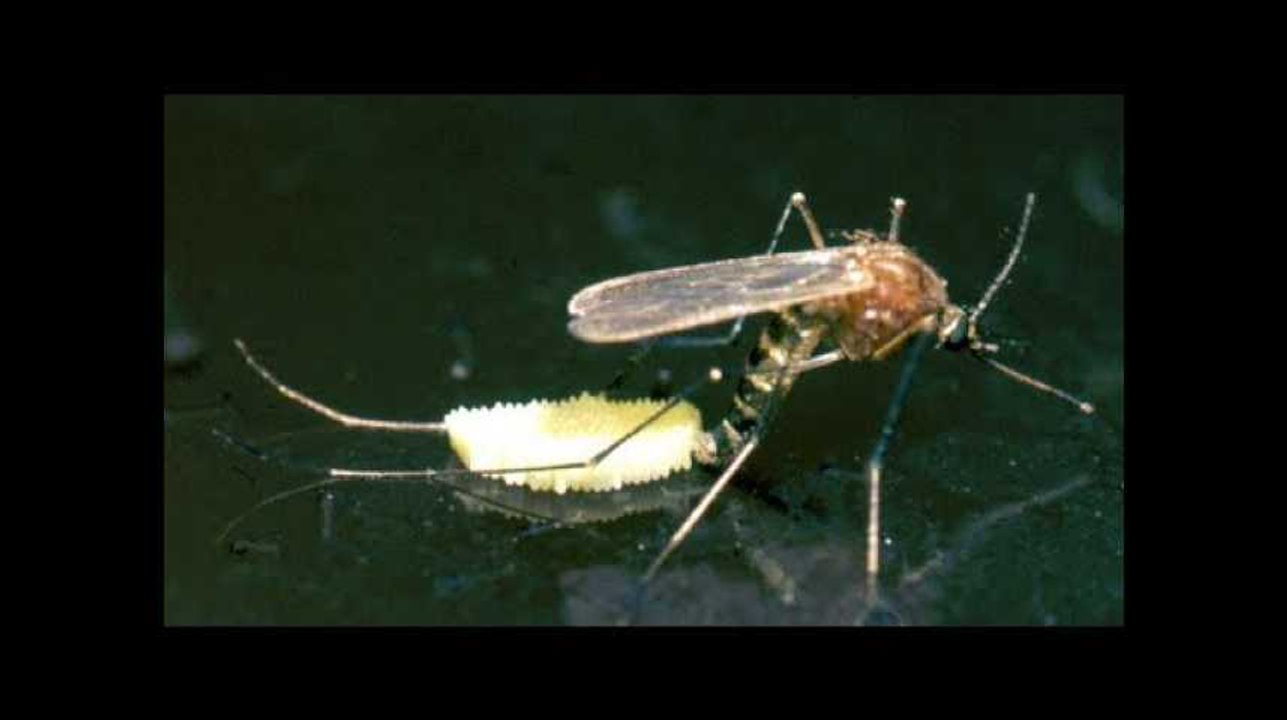 Des chercheurs ont inventé la contraception pour moustiques