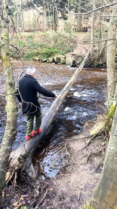 Slippery Tree Bridge Fail