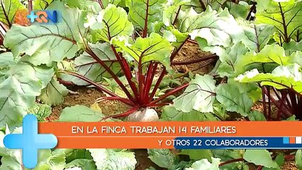 mqn-Familia-trabaja-finca-orgánica-en-La-Cima-de-Copey-090119