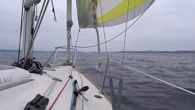 Rencontre avec les dauphins dans le goulet de Brest en voilier