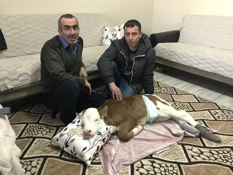 Bayburtlu Vatandaş, Komşularının Yaşamaz Dediği Buzağıyı Yaşattı