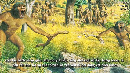 Có hay không người cá chính là tổ tiên của con người?