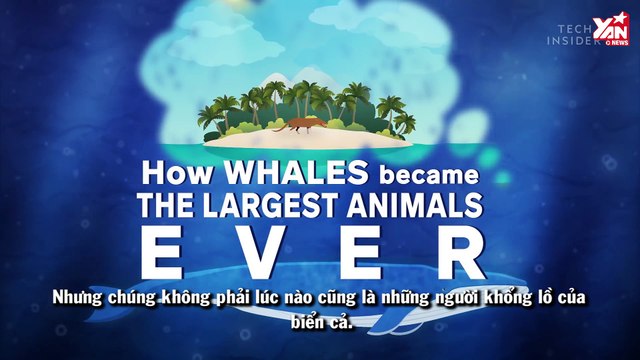 Hành trình trở thành loài động vật to lớn nhất đại dương của cá voi