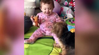 Cutest Puppies Playing Around 2018 |  Funny Pet Videos | Funny videos