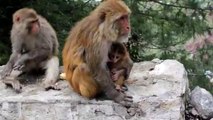 Aggressive She Monkey   Feeding kid