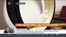 Kediler için koşu bandı