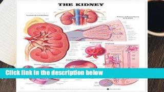 The Kidney Anatomical Chart