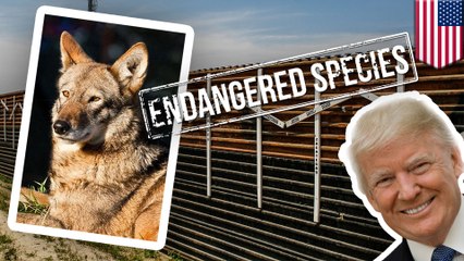 Trump's wall poses threat to endangered wildlife and plants