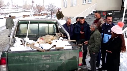Köylüler Tarafından Yakalanan Kurt, Kaymakam Kaçmaz'ın Girişimleriyle Doğaya Geri Bırakıldı