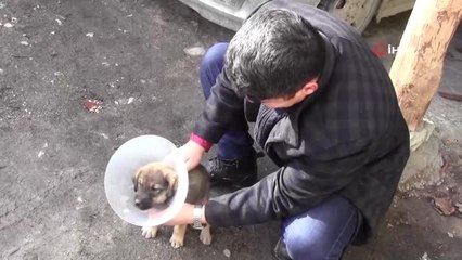 Yaralı Köpek Yavrusunu Muhtar Sahiplendi