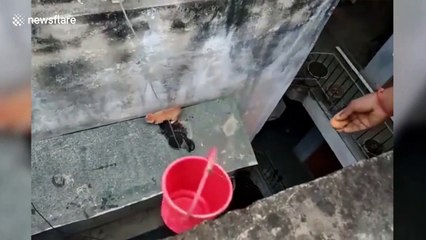 Kitten stuck on ledge of building rescued using bucket in India
