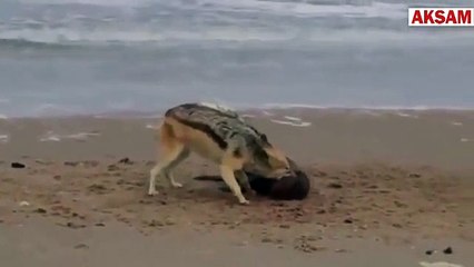Kurt ve deniz aslanı inanılmaz kapışması