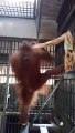 Un orang outan très intelligent se fabrique un hamac lui-même