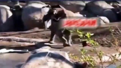 Yürek yemiş ördek koca fili canından bezdirdi