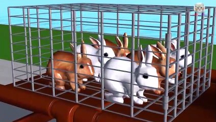 Learn Colors Learn Wild Animals Help Cage Farm Animals Baby Rabbit Drop Cartoon for Children