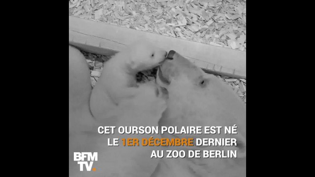 Il a ouvert ses yeux pour la première fois Le petit ours polaire du zoo de Berlin se très porte bien