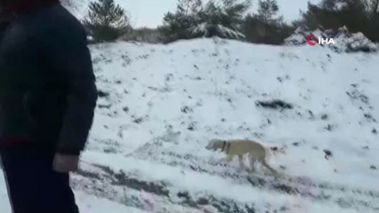 Başıboş Köpekleri -13 Derecede Ormanlık Alana Bıraktılar