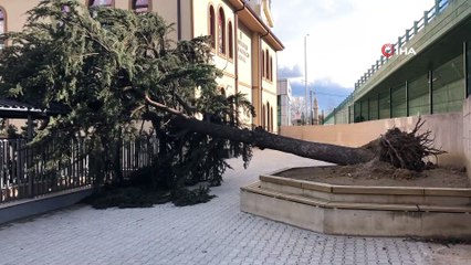 Lodos okul bahçesindeki ağacı devirdi