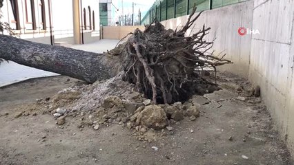 Lodos Okul Bahçesindeki Ağacı Devirdi