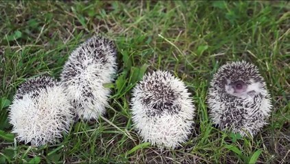 Des bébés hérissons