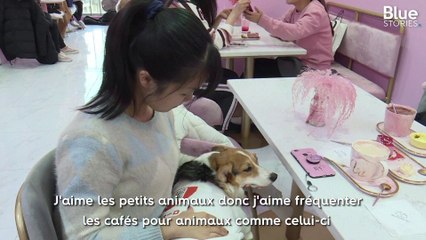 Pour ceux qui n'en ont pas à la maison, ce restaurant à Shanghaï propose à ses clients de manger en compagnie de chiens corgis