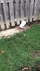 Ce chiot adore se rouler dans la boue