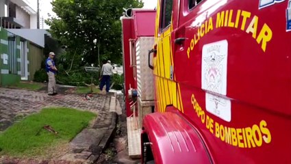 Parque Verde: árvore cai e prejudica fluxo de pedestres em calçada