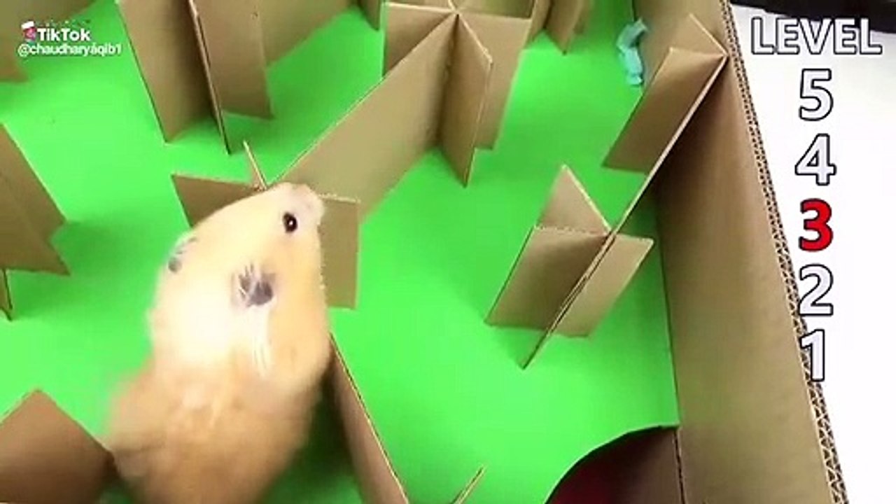 Ce hamster traverse un labyrinthe à cinq niveaux facilement