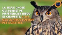 Ne confondez plus ces animaux ! (biche/chevreuil, hibou/chouette)