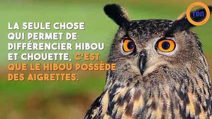 Ne confondez plus ces animaux ! (biche/chevreuil, hibou/chouette)