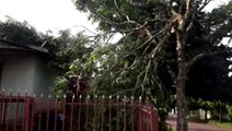 Galhos de árvore atingem telhado de residência no Claudete