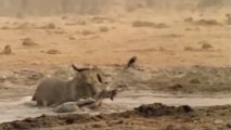 NatGeo Wild - Lions vs Buffalo - National Geographic