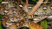 Loài rắn khổng lồ có tên 