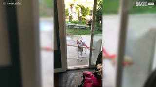 Hund prøver å gå inn i huset med et gigantisk ben