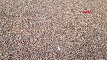 Ordu Fındık Kabuğu ile Isınıyorlar