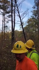 Branche éjectée pendant l'abattage d'un arbre