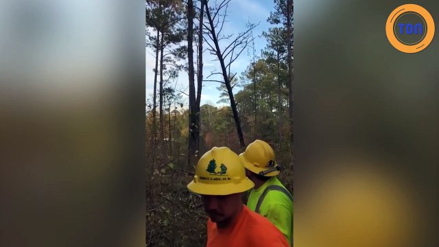 Une branche éjectée pendant l'abattage d'un arbre vient fracasser un bûcheron !