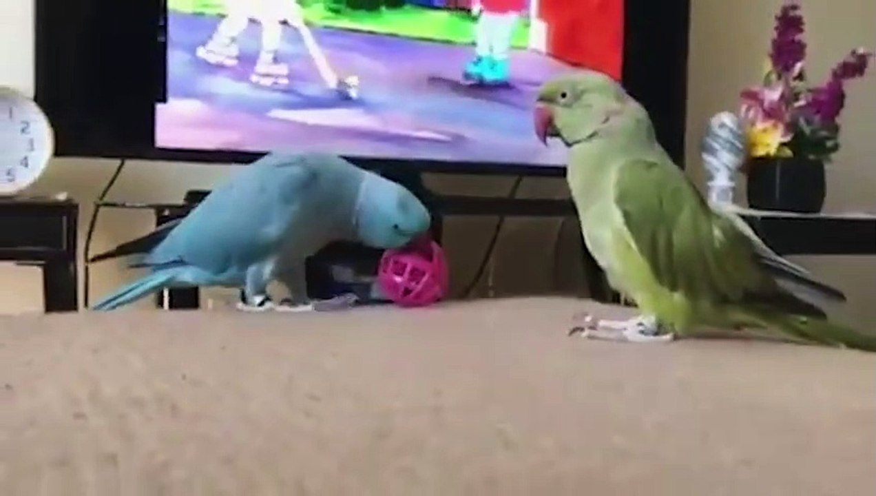 Funny Parrots and Cute Birds Compilation #92 - 2018