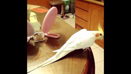 Funny Parrots and Cute Birds Compilation #93 - 2018