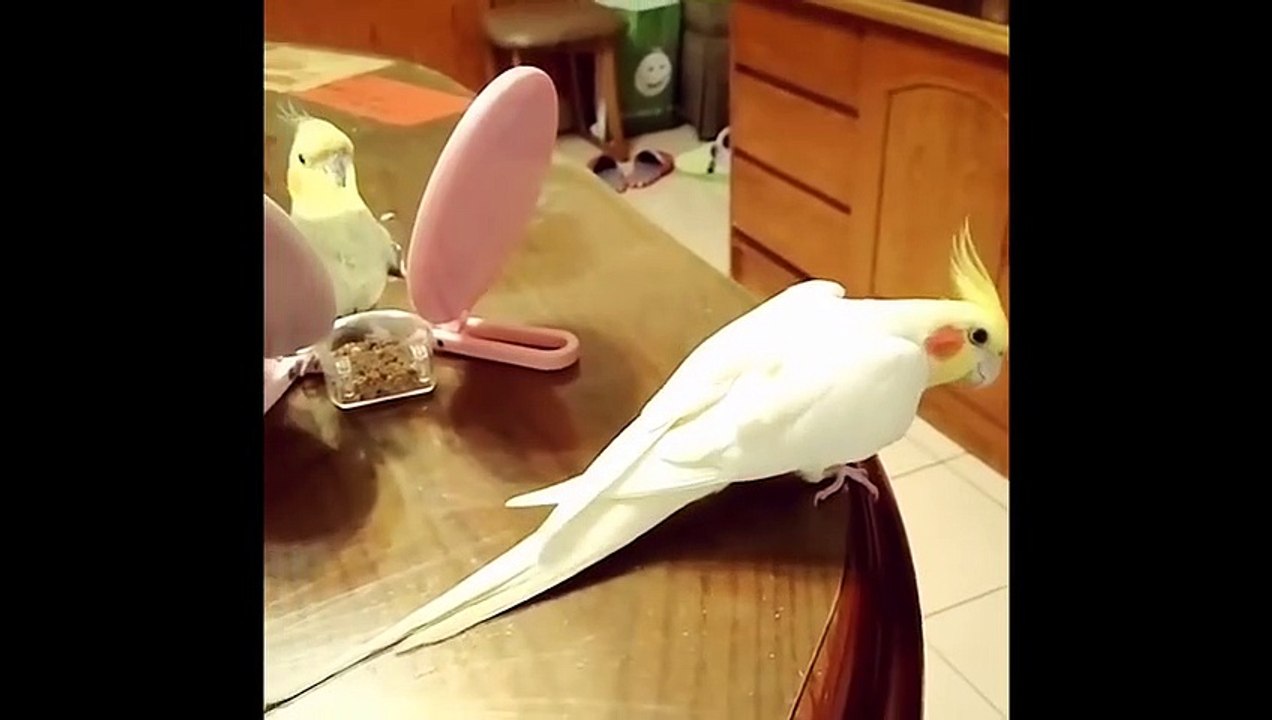 Funny Parrots and Cute Birds Compilation #93 - 2018