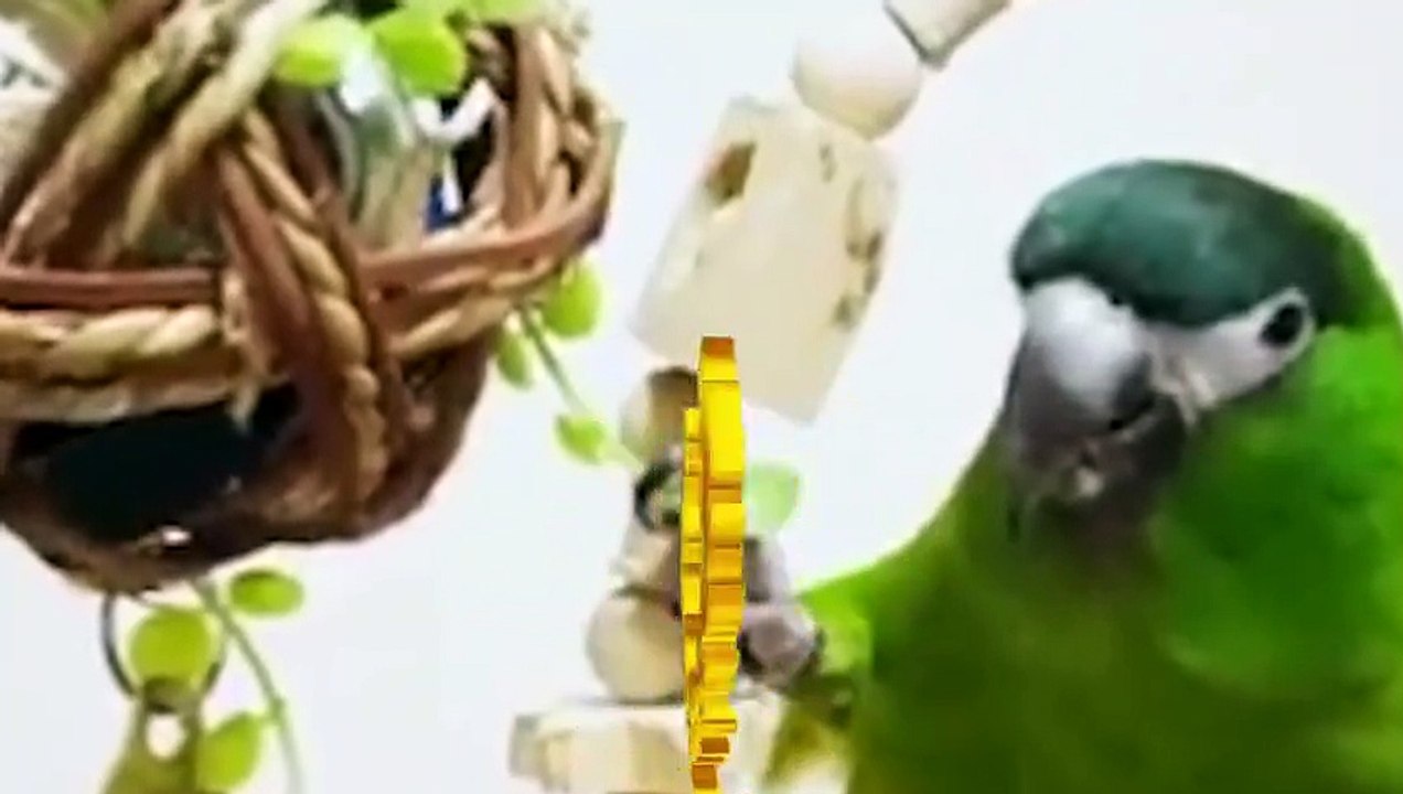 Funny Parrots and Cute Birds Compilation #94 - 2018