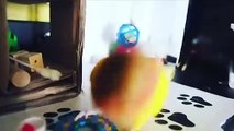 Funny Parrots and Cute Birds Compilation #96 - 2018