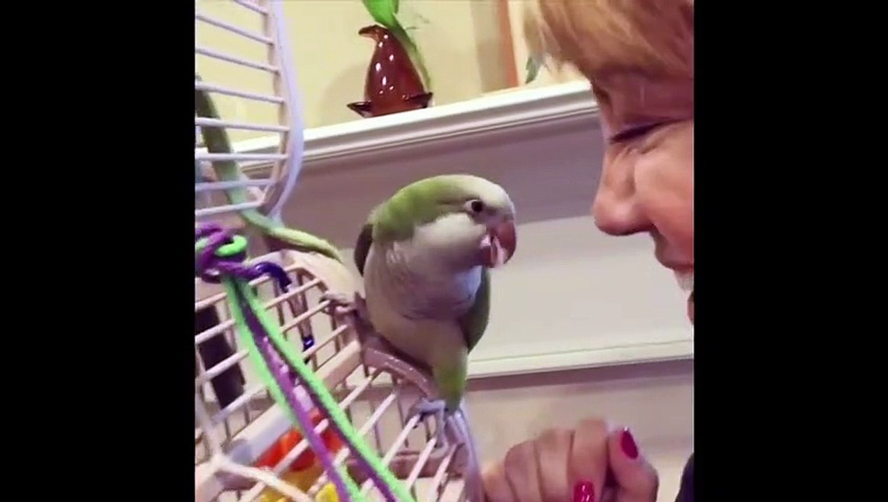 Funny Parrots and Cute Birds Compilation #97 - 2018