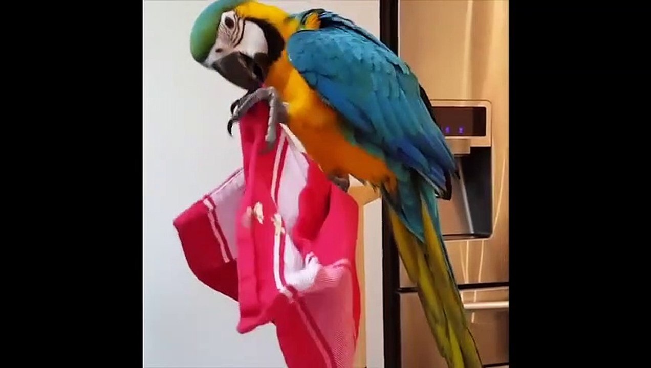 Funny Parrots and Cute Birds Compilation #99 - 2018