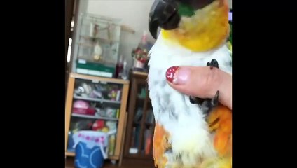 Funny Parrots and Cute Birds Compilation #100 - 2018