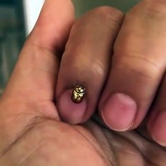 Golden tortoise beetle transforming from gold to red